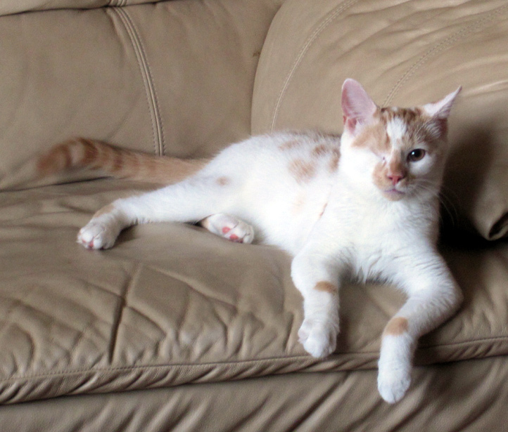 Photo of Ronan the cat, looking regal while sitting on a couch