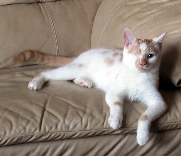 Photo of Ronan the cat, looking regal while sitting on a couch
